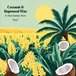Why We Choose Rapeseed and Coconut Wax for Our Luxury Candles